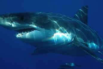 Weißer Hai vor Mallorca gesichtet